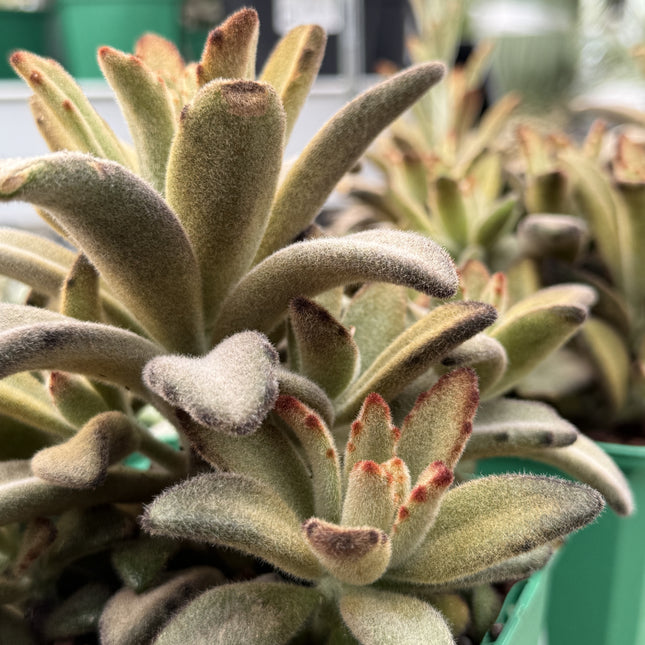 Kalanchoe tomentosa 'Chocolate soldier'