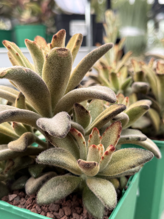 Kalanchoe tomentosa 'Chocolate soldier'