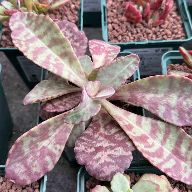 Kalanchoe humilis