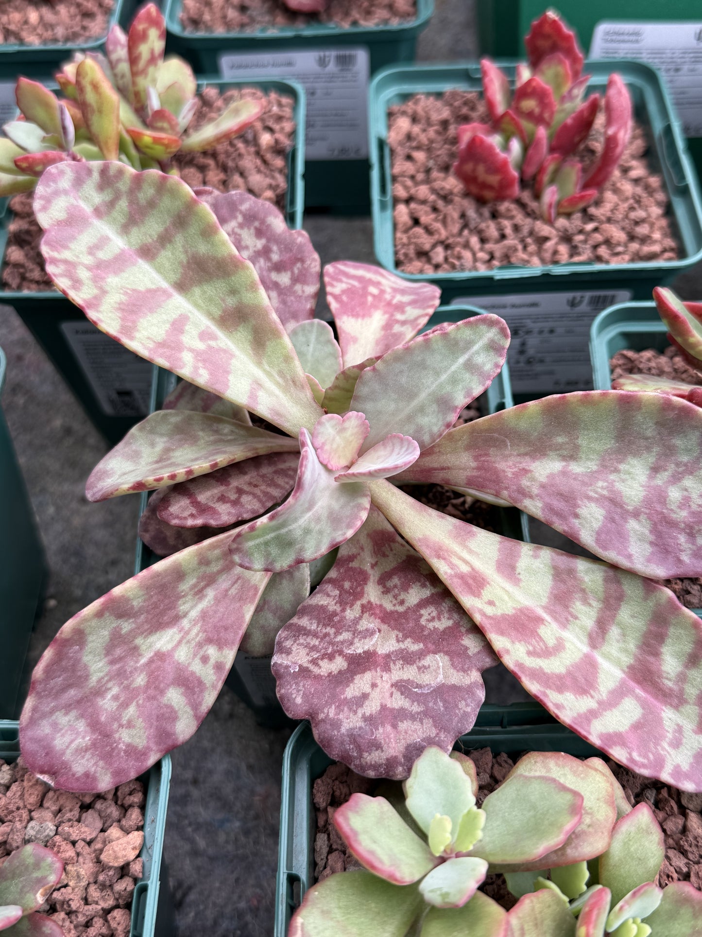 Kalanchoe humilis