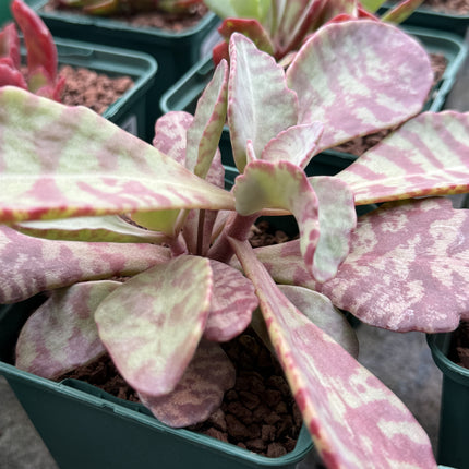 Kalanchoe humilis