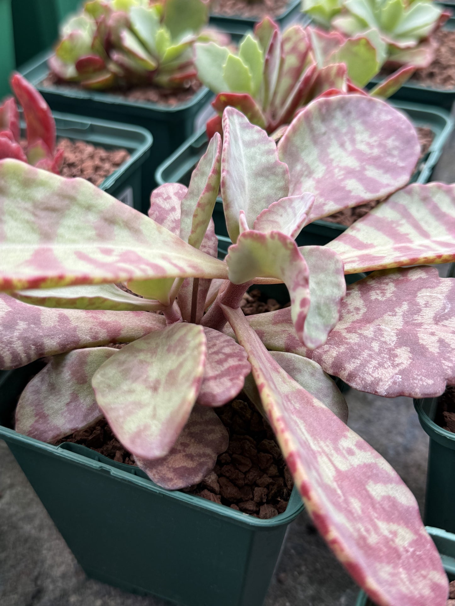 Kalanchoe humilis