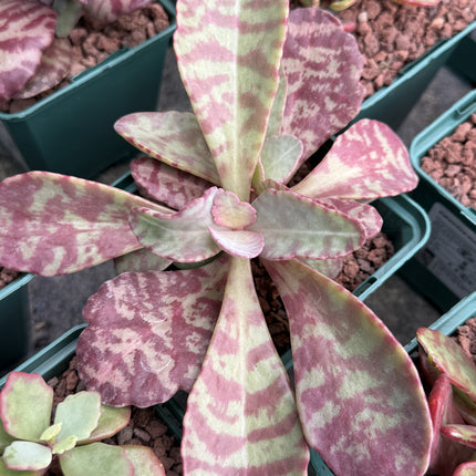 Kalanchoe humilis