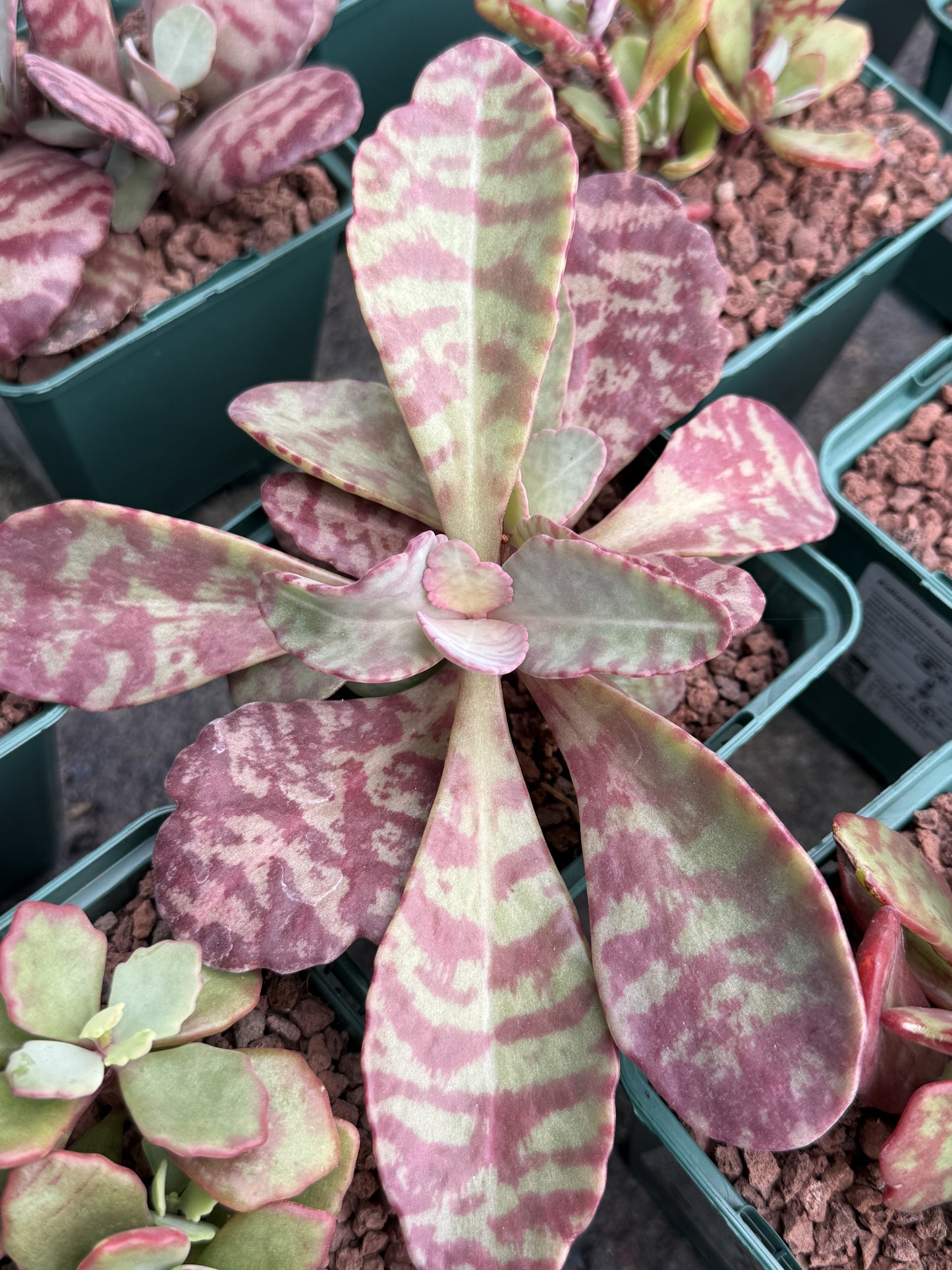 Kalanchoe humilis