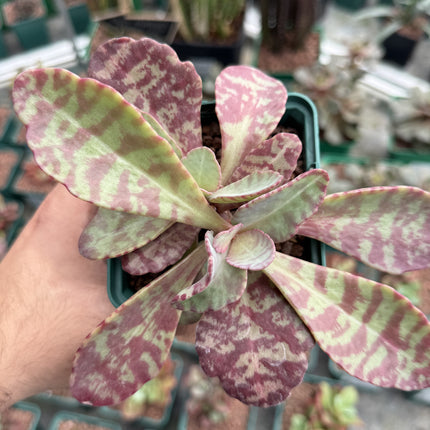 Kalanchoe humilis