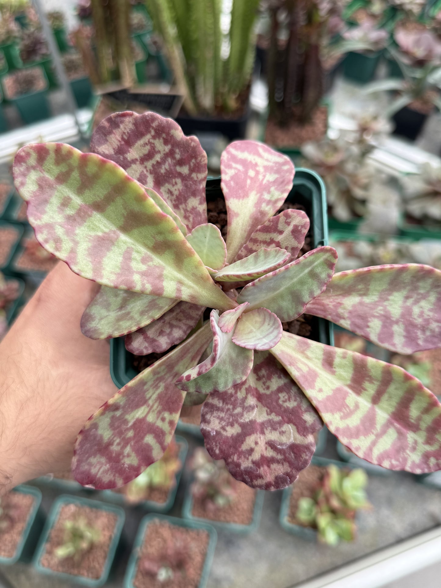 Kalanchoe humilis