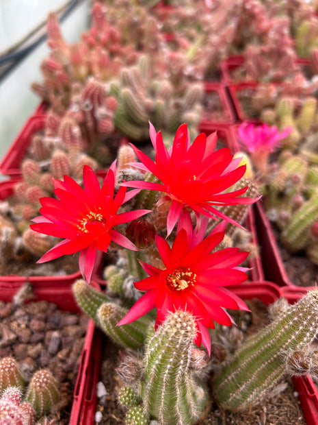 Lobivia silvestrii