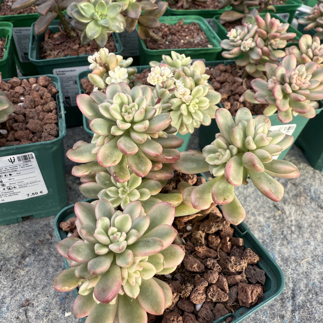 Sedum ‘Joyce Tulloch’