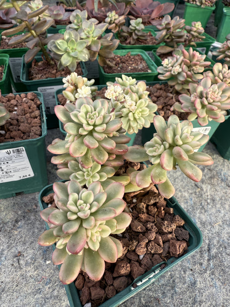 Fetthenne 'Joyce Tulloch'