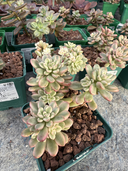 Sedum ‘Joyce Tulloch’