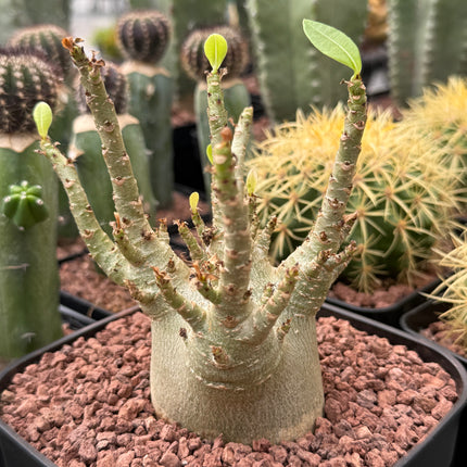 Adenium obesum (Falso Baobab)