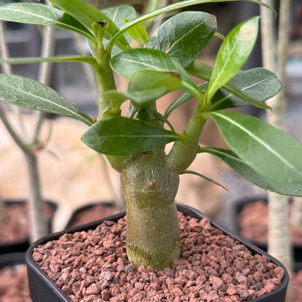 Adenium obesum