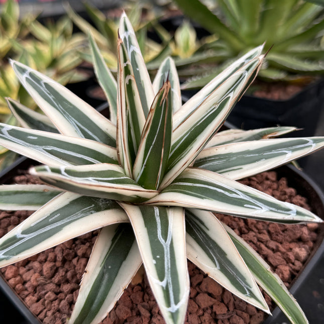 Agave victoriae-reginae ‘White Rhino’