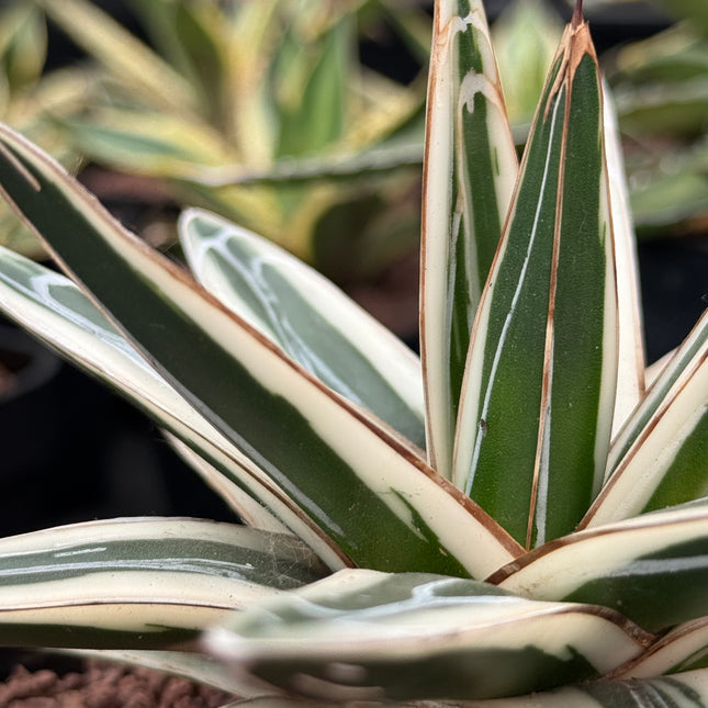 Agave victoriae-reginae ‘White Rhino’