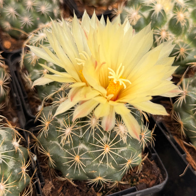 Coryphantha radians