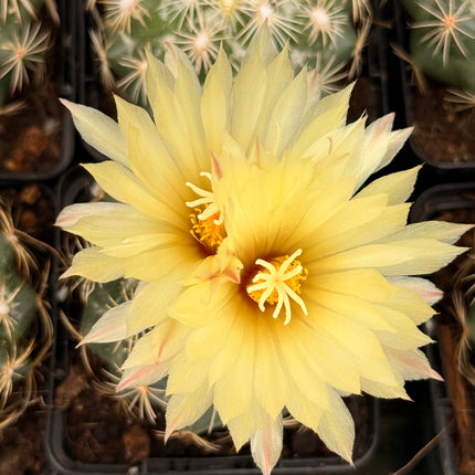 Coryphantha radians