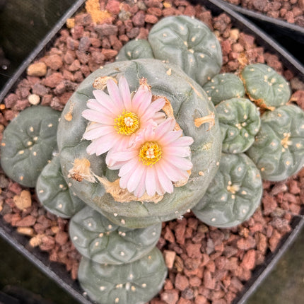 Cactus “Wixa”