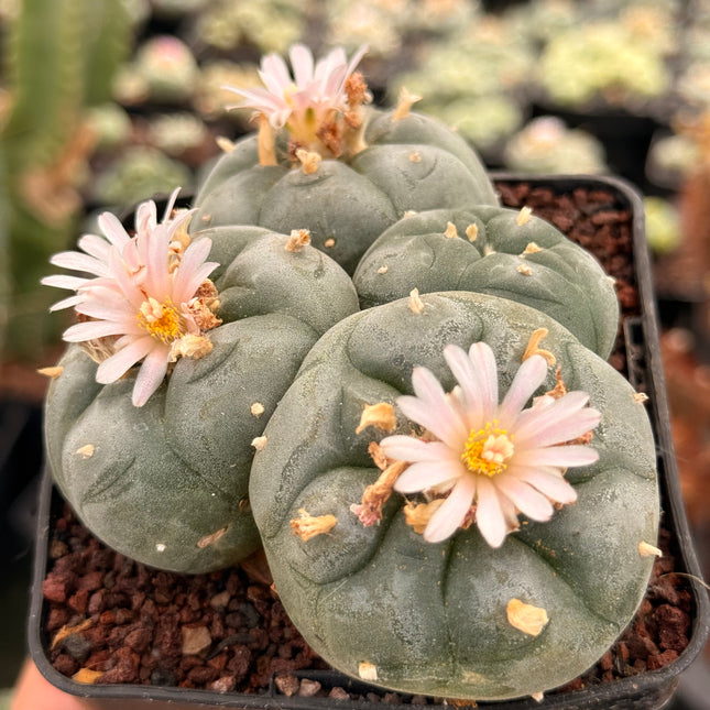 Cactus “Wixa”