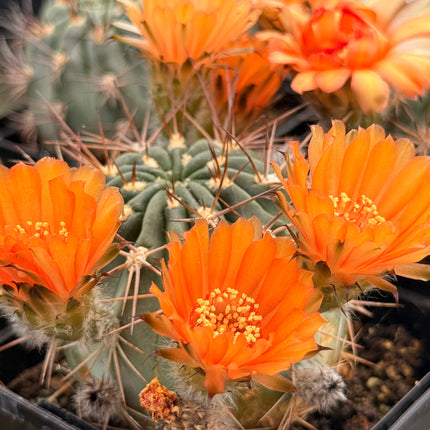 Acanthocalycium ferrarii