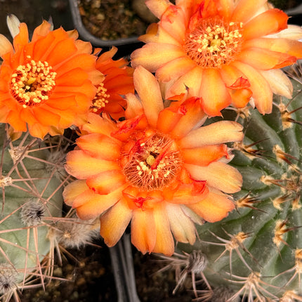 Acanthocalycium ferrarii