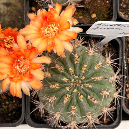 Acanthocalycium ferrarii