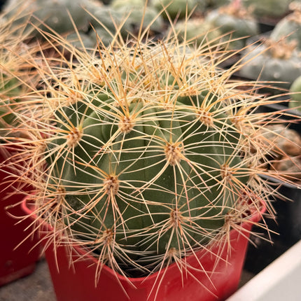Acanthocalycium leucanthum
