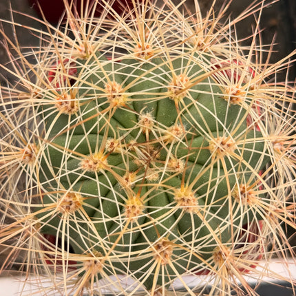 Acanthocalycium leucanthum