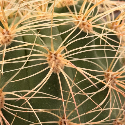 Acanthocalycium leucanthum