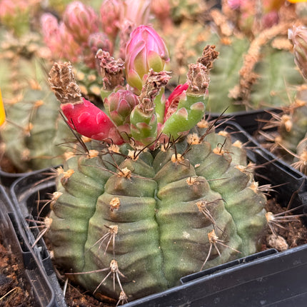 Gymnocalycium anisitsii var. anisitsii
