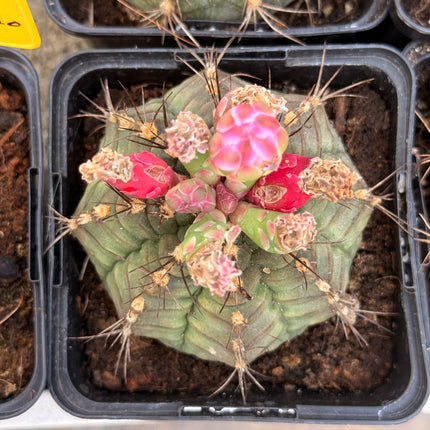 Gymnocalycium anisitsii var. anisitsii