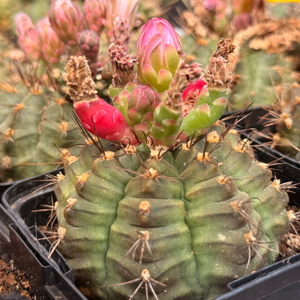 Gymnocalycium anisitsii var. anisitsii