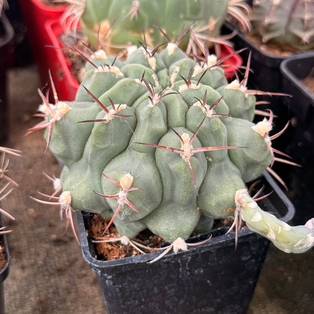 Gymnocalycium schickendantzii subsp. delaetii
