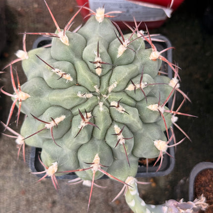 Gymnocalycium schickendantzii subsp. delaetii