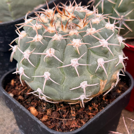 Gymnocalycium bayrianum