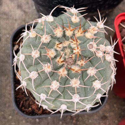 Gymnocalycium bayrianum