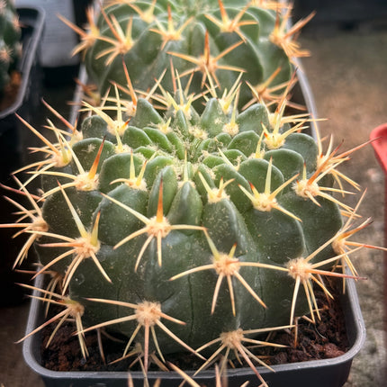 Lobivia maximiliana subsp. westii