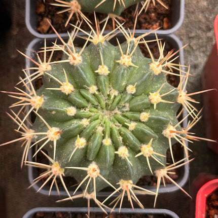 Lobivia maximiliana subsp. westii