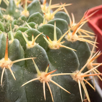 Lobivia maximiliana subsp. westii
