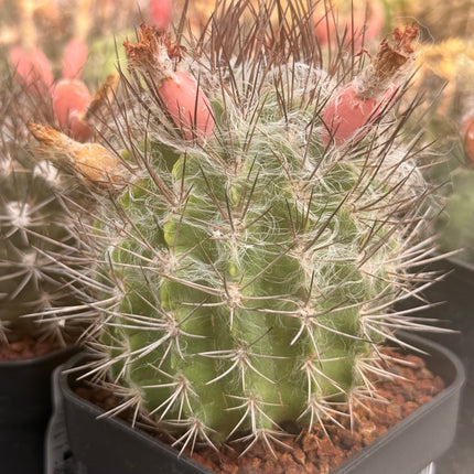 Neoporteria paucicostata subsp. floccosa