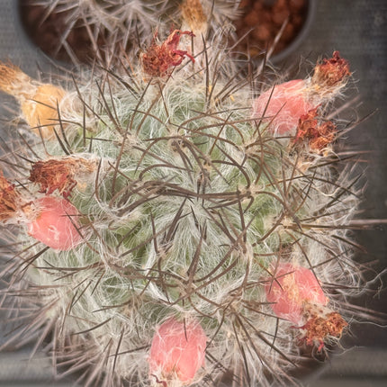 Neoporteria paucicostata subsp. floccosa