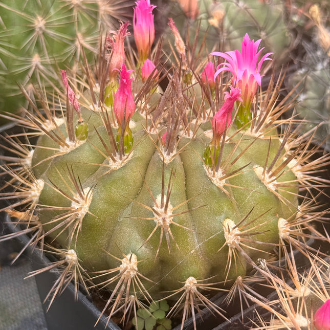 Neoporteria subgibbosa subsp. nigrihorrida