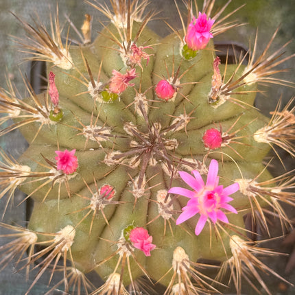 Neoporteria subgibbosa subsp. nigrihorrida