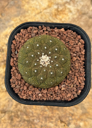 Copiapoa hypogaea ‘Lizard Skin’