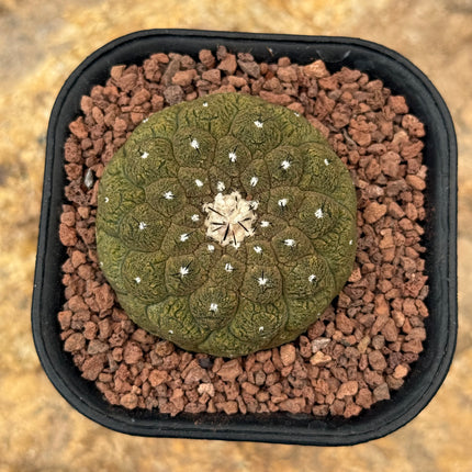 Copiapoa hypogaea ‘Lizard Skin’