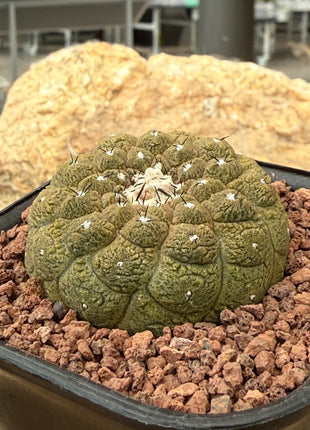 Copiapoa hypogaea ‘Lizard Skin’