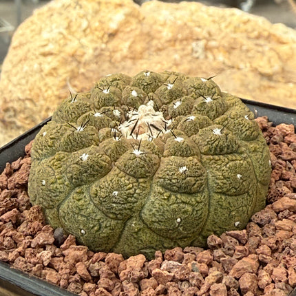 Copiapoa hypogaea ‘Lizard Skin’