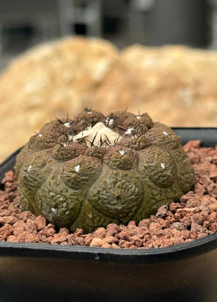 Copiapoa hypogaea ‘Lizard Skin’