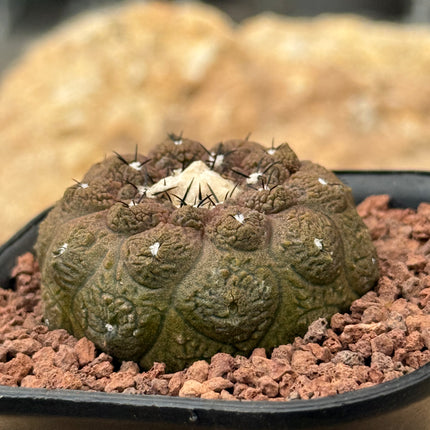 Copiapoa hypogaea ‘Lizard Skin’