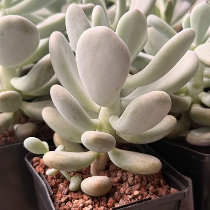Pachyphytum oviferum