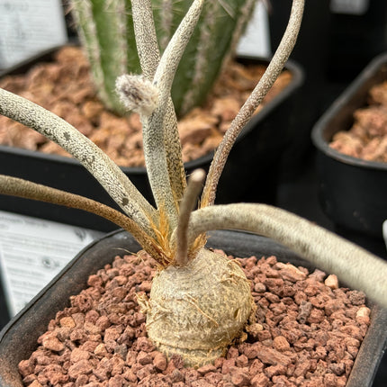 Astrophytum caput-medusae